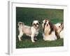 Two Shih Tzus, One Has Been Clipped and the Other with Groomed Long Hair-Adriano Bacchella-Framed Photographic Print