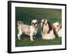 Two Shih Tzus, One Has Been Clipped and the Other with Groomed Long Hair-Adriano Bacchella-Framed Photographic Print