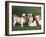 Two Shih Tzus, One Has Been Clipped and the Other with Groomed Long Hair-Adriano Bacchella-Framed Photographic Print