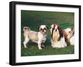 Two Shih Tzus, One Has Been Clipped and the Other with Groomed Long Hair-Adriano Bacchella-Framed Photographic Print