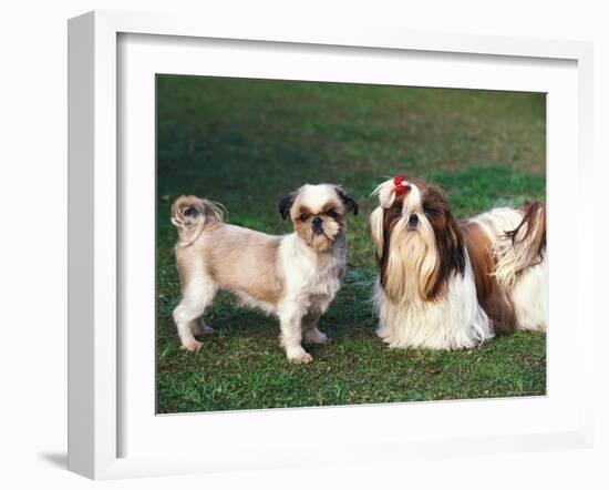 Two Shih Tzus, One Has Been Clipped and the Other with Groomed Long Hair-Adriano Bacchella-Framed Photographic Print