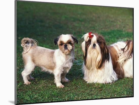 Two Shih Tzus, One Has Been Clipped and the Other with Groomed Long Hair-Adriano Bacchella-Mounted Photographic Print