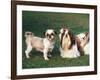 Two Shih Tzus, One Has Been Clipped and the Other with Groomed Long Hair-Adriano Bacchella-Framed Photographic Print