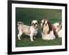 Two Shih Tzus, One Has Been Clipped and the Other with Groomed Long Hair-Adriano Bacchella-Framed Photographic Print