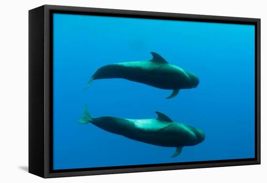 Two Shortfin Pilot Whales (Globicephala Macrorhynchus) Canary Islands, Spain, Europe, May 2009-Relanzón-Framed Stretched Canvas