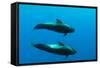 Two Shortfin Pilot Whales (Globicephala Macrorhynchus) Canary Islands, Spain, Europe, May 2009-Relanzón-Framed Stretched Canvas