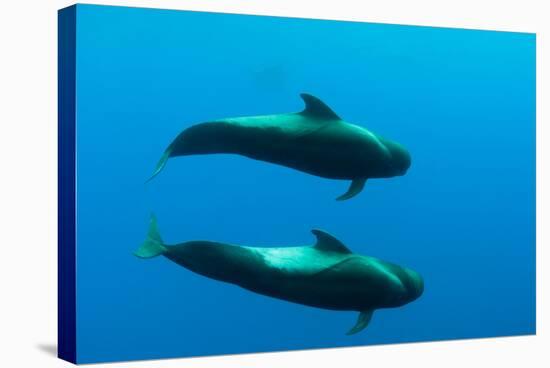 Two Shortfin Pilot Whales (Globicephala Macrorhynchus) Canary Islands, Spain, Europe, May 2009-Relanzón-Stretched Canvas