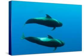 Two Shortfin Pilot Whales (Globicephala Macrorhynchus) Canary Islands, Spain, Europe, May 2009-Relanzón-Stretched Canvas