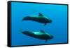 Two Shortfin Pilot Whales (Globicephala Macrorhynchus) Canary Islands, Spain, Europe, May 2009-Relanzón-Framed Stretched Canvas