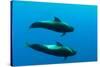 Two Shortfin Pilot Whales (Globicephala Macrorhynchus) Canary Islands, Spain, Europe, May 2009-Relanzón-Stretched Canvas