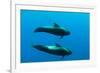 Two Shortfin Pilot Whales (Globicephala Macrorhynchus) Canary Islands, Spain, Europe, May 2009-Relanzón-Framed Photographic Print