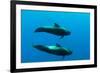 Two Shortfin Pilot Whales (Globicephala Macrorhynchus) Canary Islands, Spain, Europe, May 2009-Relanzón-Framed Photographic Print