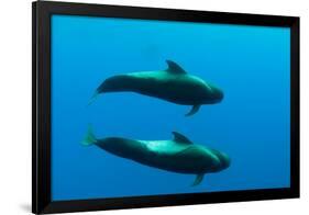 Two Shortfin Pilot Whales (Globicephala Macrorhynchus) Canary Islands, Spain, Europe, May 2009-Relanzón-Framed Photographic Print