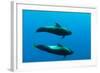 Two Shortfin Pilot Whales (Globicephala Macrorhynchus) Canary Islands, Spain, Europe, May 2009-Relanzón-Framed Photographic Print