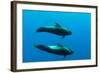 Two Shortfin Pilot Whales (Globicephala Macrorhynchus) Canary Islands, Spain, Europe, May 2009-Relanzón-Framed Photographic Print