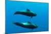 Two Shortfin Pilot Whales (Globicephala Macrorhynchus) Canary Islands, Spain, Europe, May 2009-Relanzón-Mounted Photographic Print