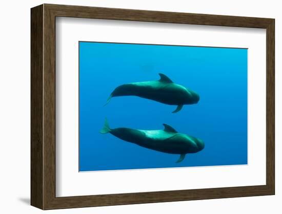 Two Shortfin Pilot Whales (Globicephala Macrorhynchus) Canary Islands, Spain, Europe, May 2009-Relanzón-Framed Photographic Print