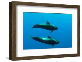 Two Shortfin Pilot Whales (Globicephala Macrorhynchus) Canary Islands, Spain, Europe, May 2009-Relanzón-Framed Photographic Print