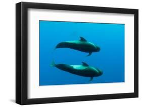 Two Shortfin Pilot Whales (Globicephala Macrorhynchus) Canary Islands, Spain, Europe, May 2009-Relanzón-Framed Photographic Print