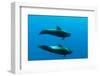 Two Shortfin Pilot Whales (Globicephala Macrorhynchus) Canary Islands, Spain, Europe, May 2009-Relanzón-Framed Photographic Print