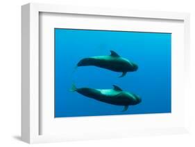 Two Shortfin Pilot Whales (Globicephala Macrorhynchus) Canary Islands, Spain, Europe, May 2009-Relanzón-Framed Photographic Print