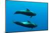 Two Shortfin Pilot Whales (Globicephala Macrorhynchus) Canary Islands, Spain, Europe, May 2009-Relanzón-Mounted Photographic Print