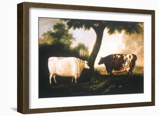 Two Shorthorn Cattle, 1806-Thomas Harrington Wilson-Framed Giclee Print