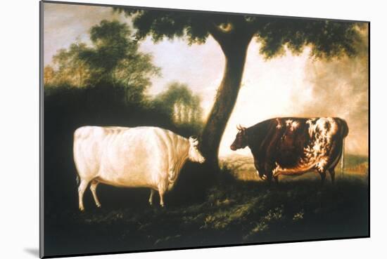 Two Shorthorn Cattle, 1806-Thomas Harrington Wilson-Mounted Giclee Print
