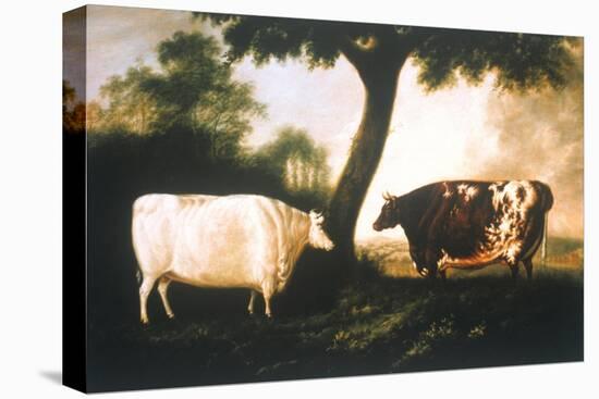 Two Shorthorn Cattle, 1806-Thomas Harrington Wilson-Stretched Canvas