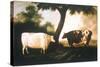 Two Shorthorn Cattle, 1806-Thomas Harrington Wilson-Stretched Canvas