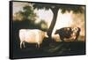 Two Shorthorn Cattle, 1806-Thomas Harrington Wilson-Framed Stretched Canvas