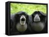 Two Siamang Gibbons Calling, Vocal Pouches Inflated, Endangered, from Se Asia-Eric Baccega-Framed Stretched Canvas