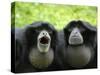 Two Siamang Gibbons Calling, Vocal Pouches Inflated, Endangered, from Se Asia-Eric Baccega-Stretched Canvas