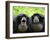 Two Siamang Gibbons Calling, Vocal Pouches Inflated, Endangered, from Se Asia-Eric Baccega-Framed Photographic Print