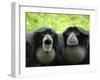 Two Siamang Gibbons Calling, Vocal Pouches Inflated, Endangered, from Se Asia-Eric Baccega-Framed Photographic Print