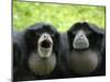 Two Siamang Gibbons Calling, Vocal Pouches Inflated, Endangered, from Se Asia-Eric Baccega-Mounted Photographic Print