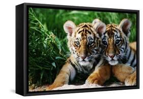 Two Siberian Tiger Cubs-W^ Perry Conway-Framed Stretched Canvas