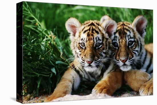 Two Siberian Tiger Cubs-W^ Perry Conway-Stretched Canvas