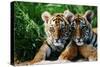 Two Siberian Tiger Cubs-W^ Perry Conway-Stretched Canvas