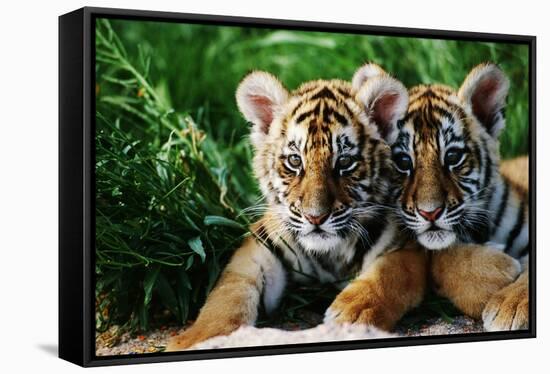 Two Siberian Tiger Cubs-W^ Perry Conway-Framed Stretched Canvas