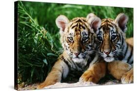 Two Siberian Tiger Cubs-W^ Perry Conway-Stretched Canvas