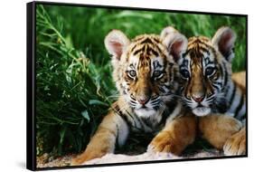 Two Siberian Tiger Cubs-W^ Perry Conway-Framed Stretched Canvas