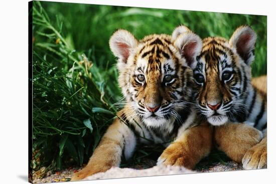 Two Siberian Tiger Cubs-W^ Perry Conway-Stretched Canvas