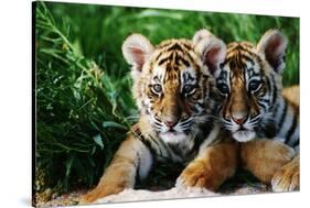 Two Siberian Tiger Cubs-W^ Perry Conway-Stretched Canvas