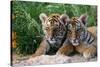 Two Siberian Tiger Cubs-W^ Perry Conway-Stretched Canvas