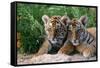 Two Siberian Tiger Cubs-W^ Perry Conway-Framed Stretched Canvas