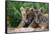 Two Siberian Tiger Cubs-W^ Perry Conway-Framed Stretched Canvas