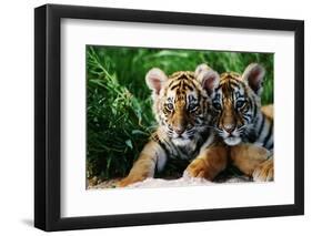 Two Siberian Tiger Cubs-W^ Perry Conway-Framed Premium Photographic Print