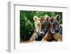 Two Siberian Tiger Cubs-W^ Perry Conway-Framed Premium Photographic Print