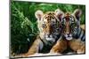 Two Siberian Tiger Cubs-W^ Perry Conway-Mounted Premium Photographic Print
